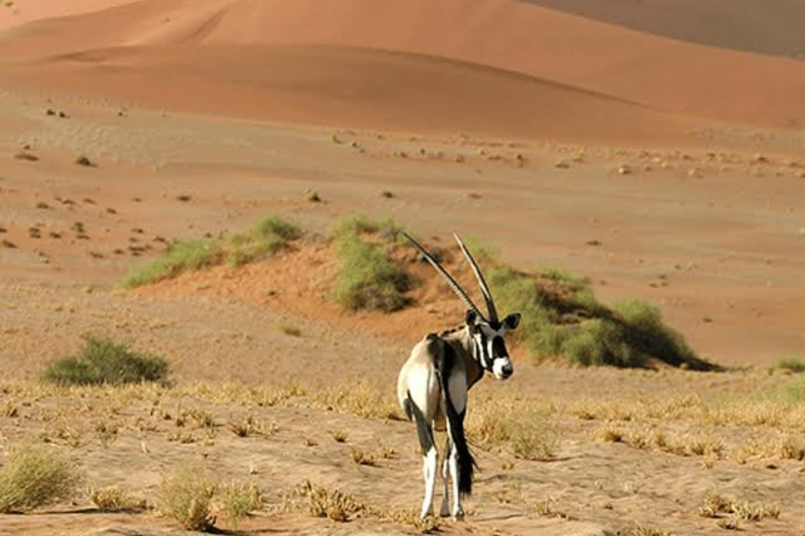 Desert National Park